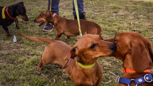 ya funciona un instituto de derecho animal que brindara asesoramiento en casos de maltrato