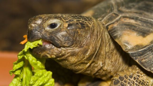 rescataron una tortuga de tierra amenazada por el comercio ilegal