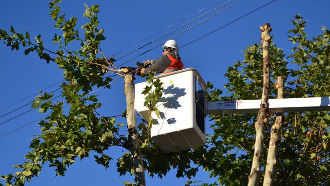 arranca la temporada de poda con un nuevo criterio para minimizar el riesgo frente a temporales