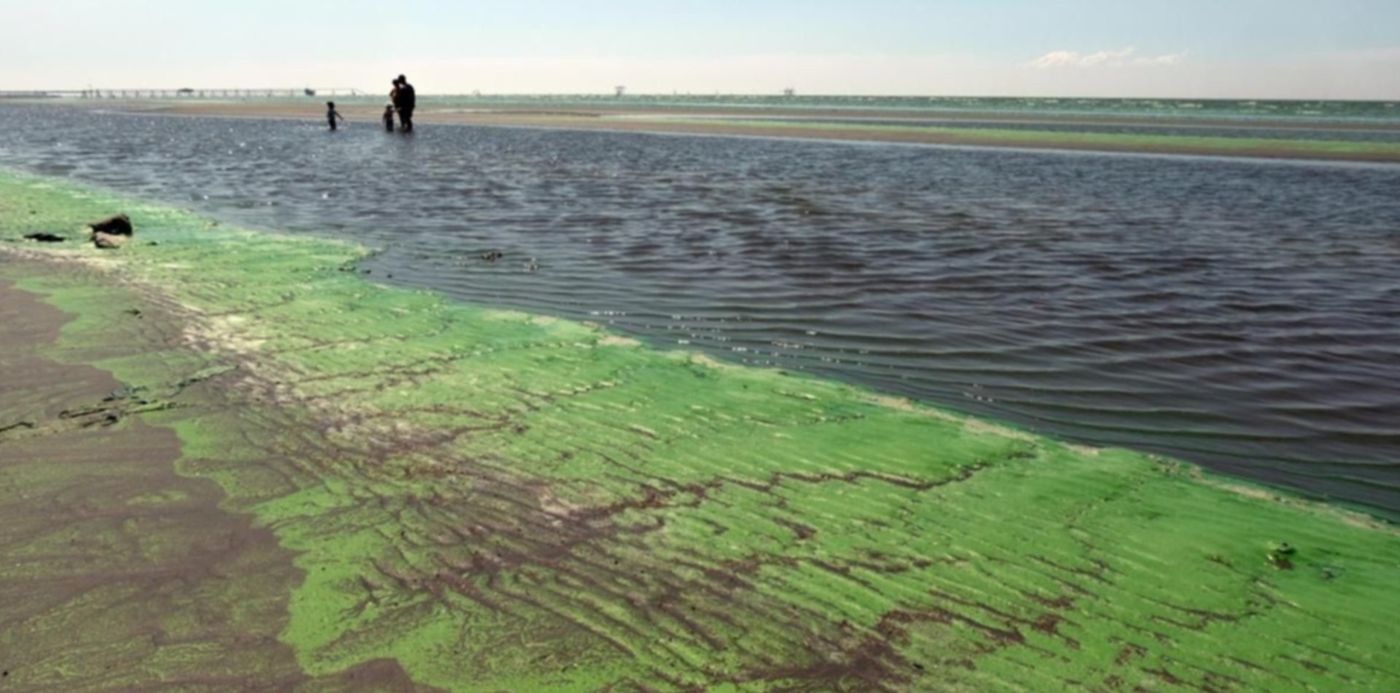 cianobacterias - Cianobacterias