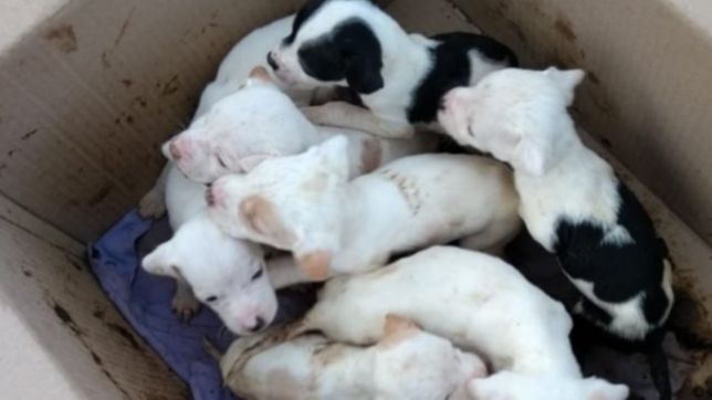 en plena ola polar abandonaron ocho cachorros y les buscan un hogar