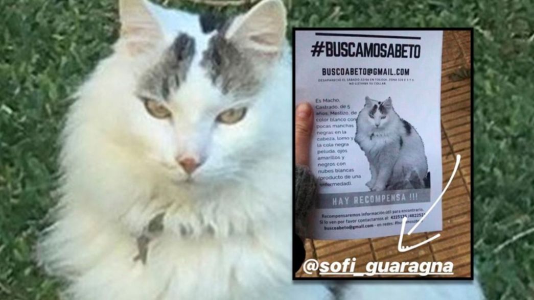¿Dónde está Beto? La búsqueda de un gatito conmueve a Tolosa