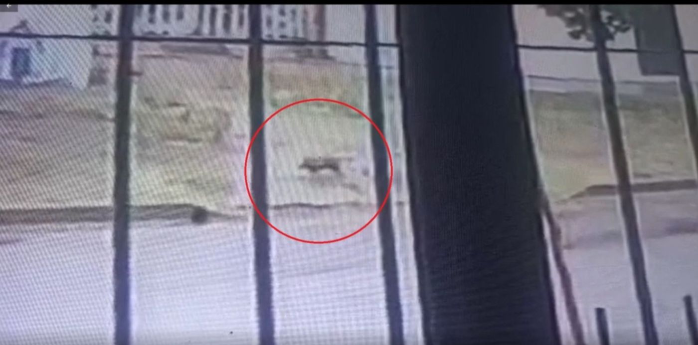 Extraño animal en Barrio Hipódromo