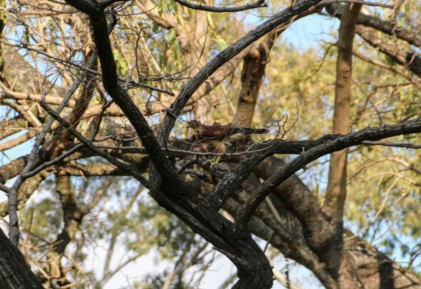 La cotorra liberada tras la recuperaci&oacute;n en el Bioparque de La Plata