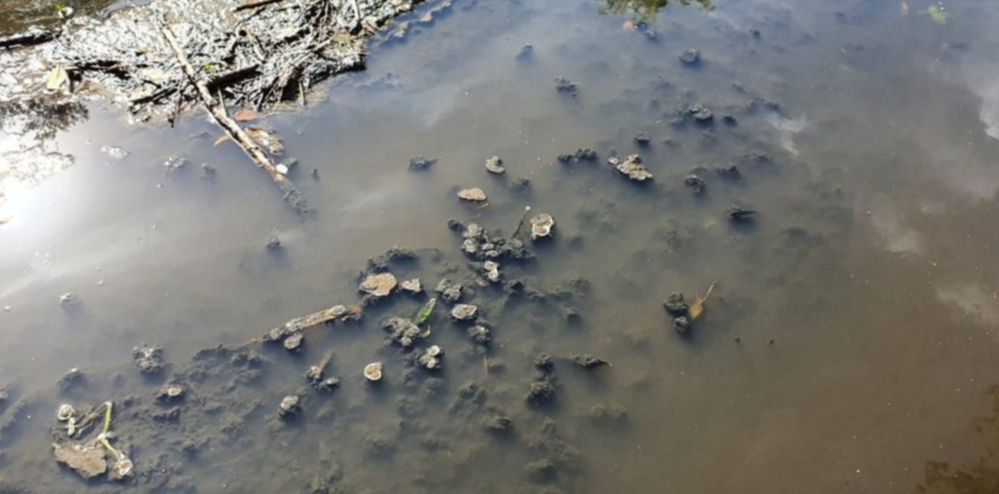 contaminación en el Arroyo Rodríguez