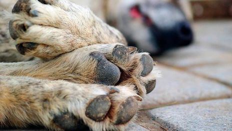 Delincuentes entraron a una casa de Arturo Seguí y mataron al perro de la familia Delincuentes entraron a una casa de Arturo Seguí y mataron al perro de la familia
