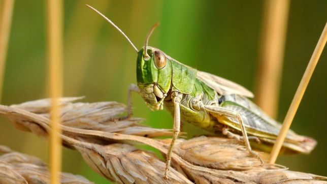 con chinches, langostas y jejenes, la unlp lanzo el primer portal de insectos de argentina