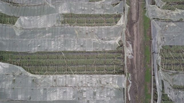 ¿como seran los invernaculos resistentes al granizo que prepara la unlp para la plata?