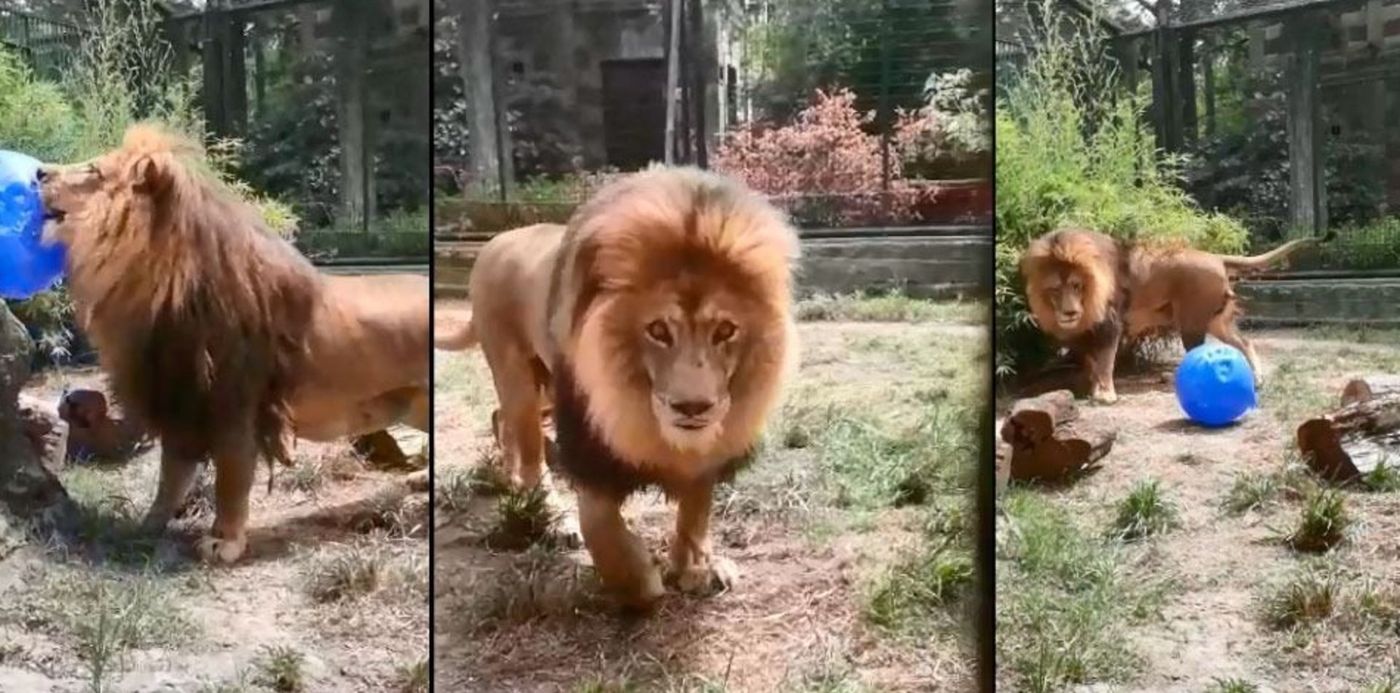 1543245255285.jpeg?scaleY=1&oh=560&x=6&y=54&rotate=0&ow=960&width=949&height=475&scaleX=1&&cw=1920&ch=950