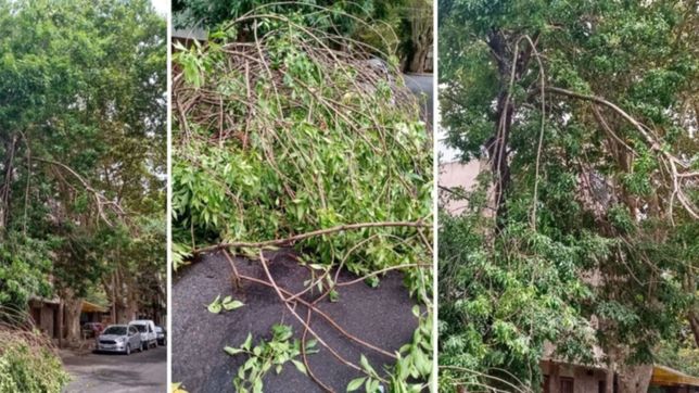 hace dos dias que unas ramas tapan la calle en las inmediaciones del parque saavedra