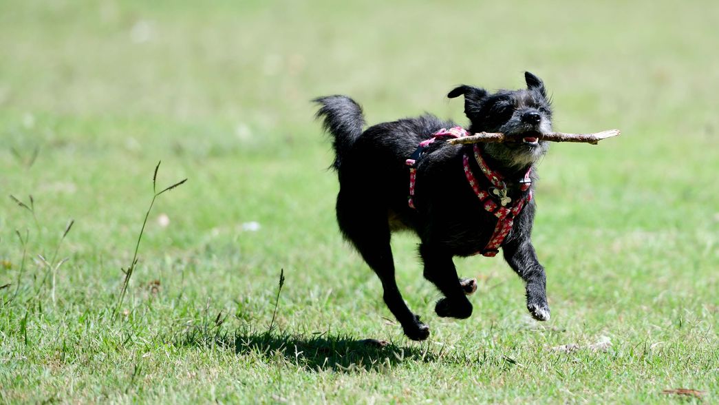 Ignacio Amiconi / AGLP