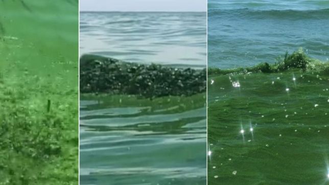 video: el rio de la plata se puso completamente verde por las cianobacterias