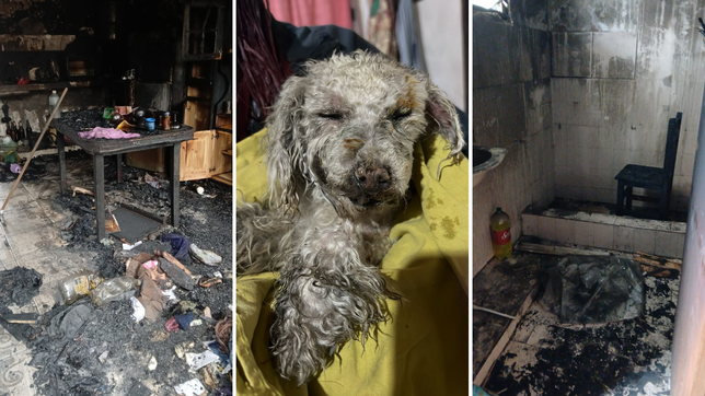 un incendio destruyo el hogar de una familia e hirio a una perrita y ahora buscan ayuda