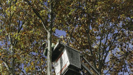 Anuncian cortes en una transitada zona de La Plata por trabajos de poda Anuncian cortes en una transitada zona de La Plata por trabajos de poda
