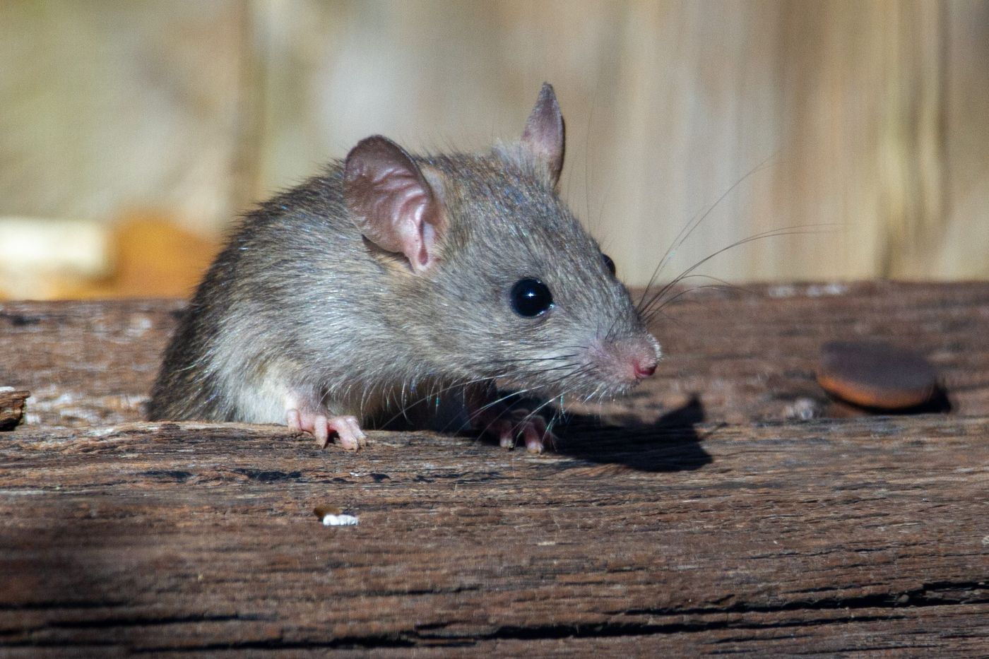 Hantavirus rata