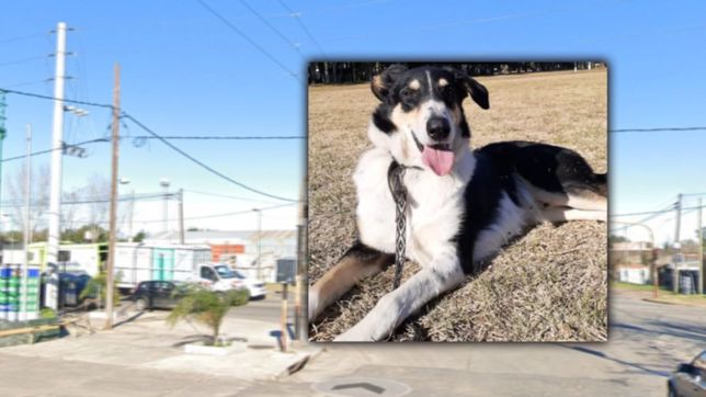 buscan a leon, un perro que se perdio en san carlos mientras jugaba la seleccion