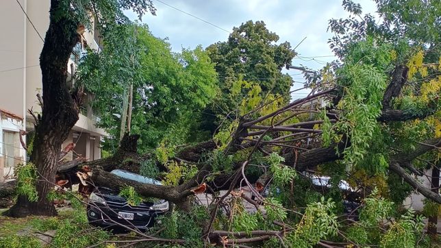 las fotos y los videos de los efectos de la tormenta en la plata