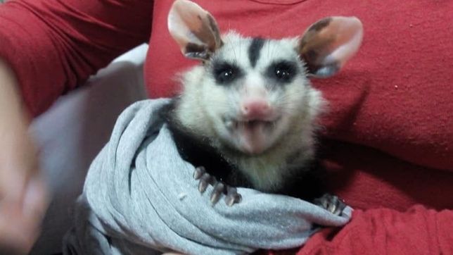 a la grande le puse cuca: un platense rescata comadrejas y las cria en su casa