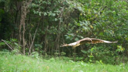 Liberaron con éxito del Bioparque de La Plata a tres aves rapaces autóctonas