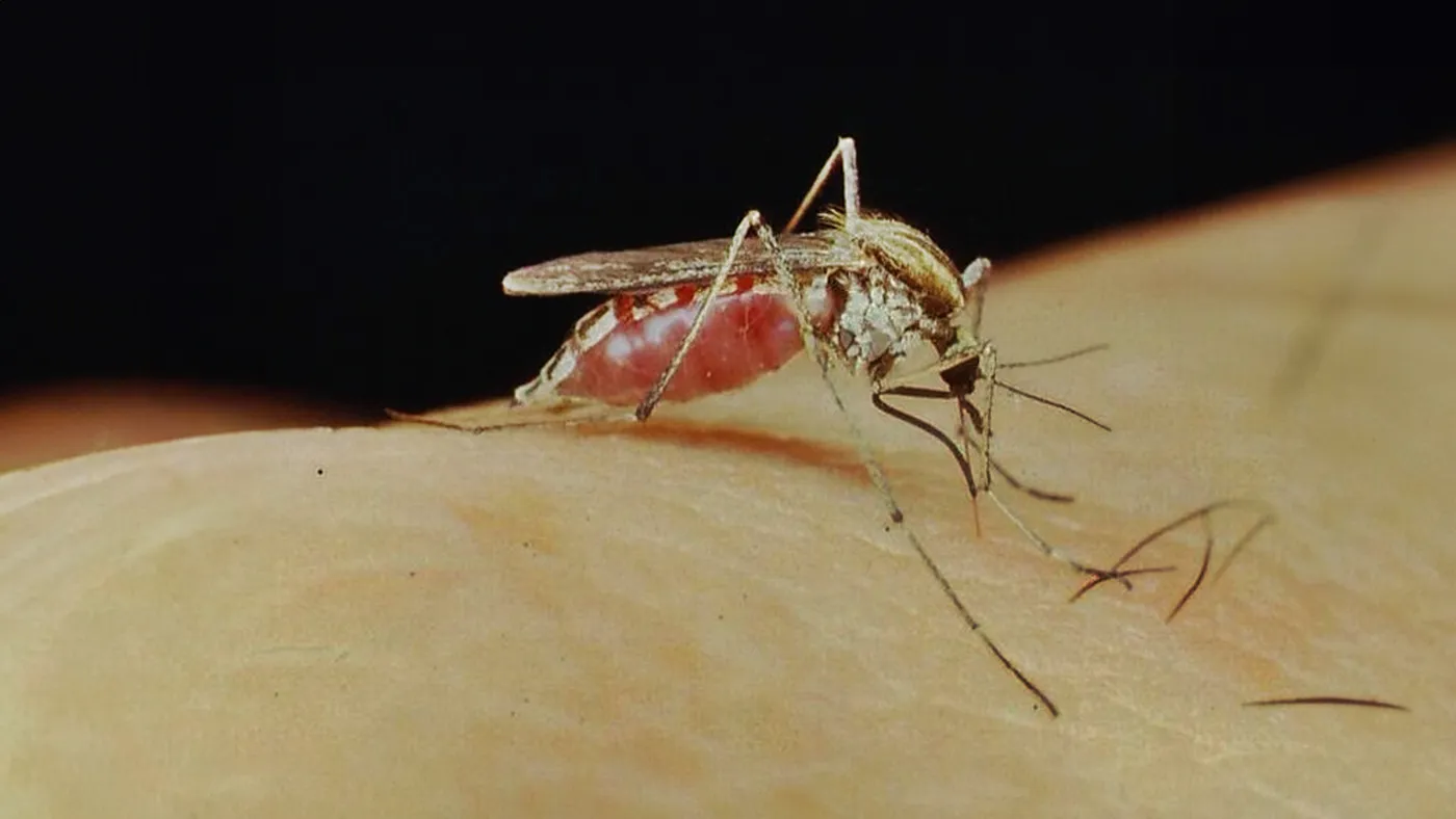 El Aedes albifasciatus, el mosquito que transmite la encefalitis equina y genera preocupación en La Plata.