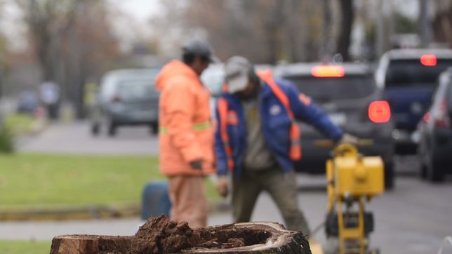 impulsan la creacion de un registro unico de podadores en la plata para controlar la tala indiscriminada