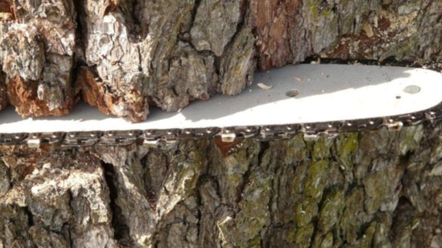 detuvieron a un platense que se metio al parque pereyra iraola para cortar lena