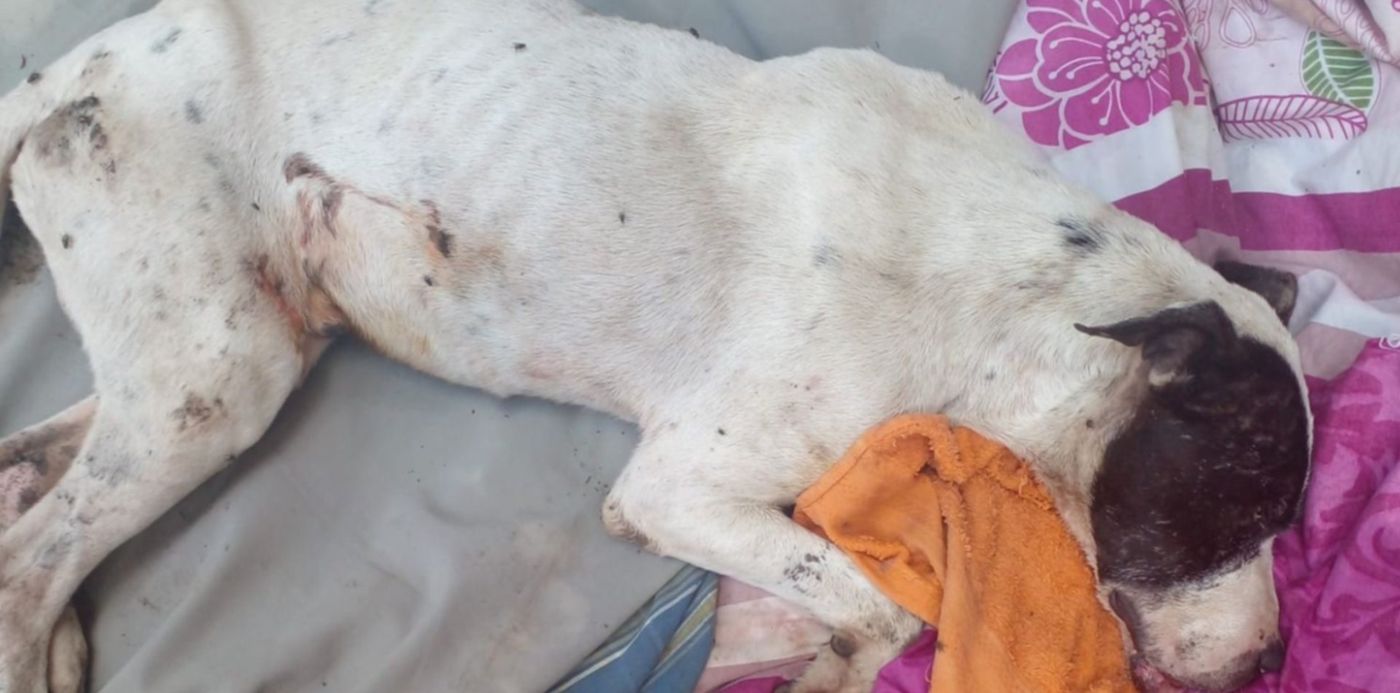 Chingolo perro atacado con un petardo