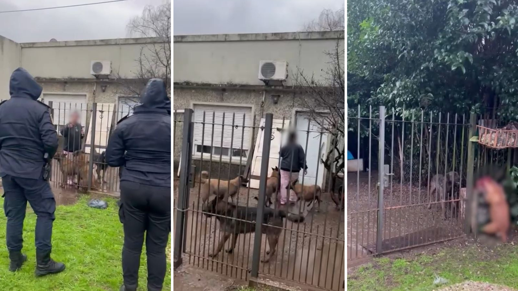 Una jauría mató a una perra callejera y acusan a un policía por criarlos para la venta