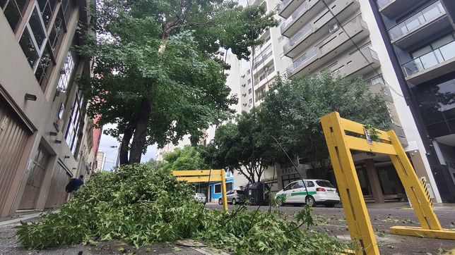 las rafagas de viento que sacudieron a la ciudad provocaron la caida de arboles