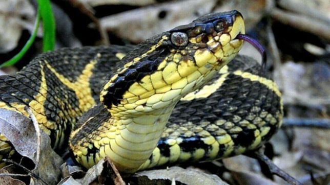 descubren que el veneno de una serpiente argentina impide la reproduccion del covid-19
