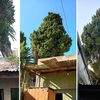 Vecinos reclaman la remoción de un pino de más de 30 metros que amenaza su casa