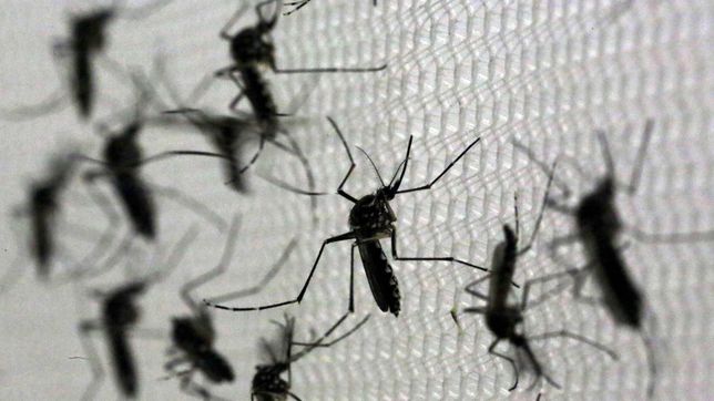 los mosquitos volvieron a invadir la plata y crecen las quejas de los vecinos