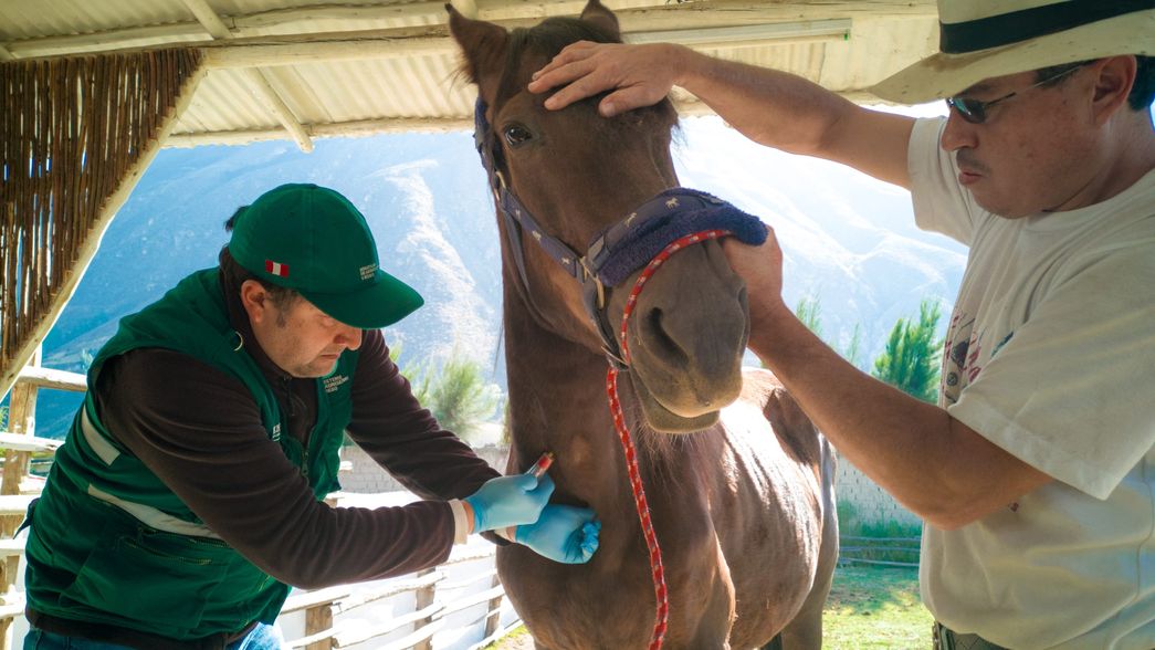 Radiografía de la encefalitis equina en la provincia de Buenos Aires