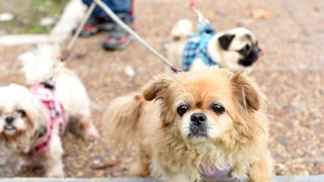 continua la vacunacion de mascotas y refuerzan los operativos para prevenir la gripe aviar