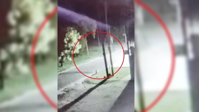 video: asi se trepan los ladrones a los postes para robarse las luces led