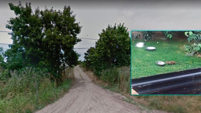 video: una rata del tamano de un conejo le roba la comida a un gato en arana