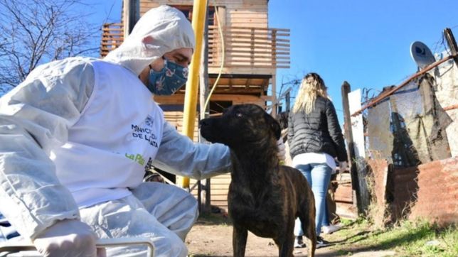 el municipio retoma las castraciones gratuitas y se pueden sacar turnos por whatsapp