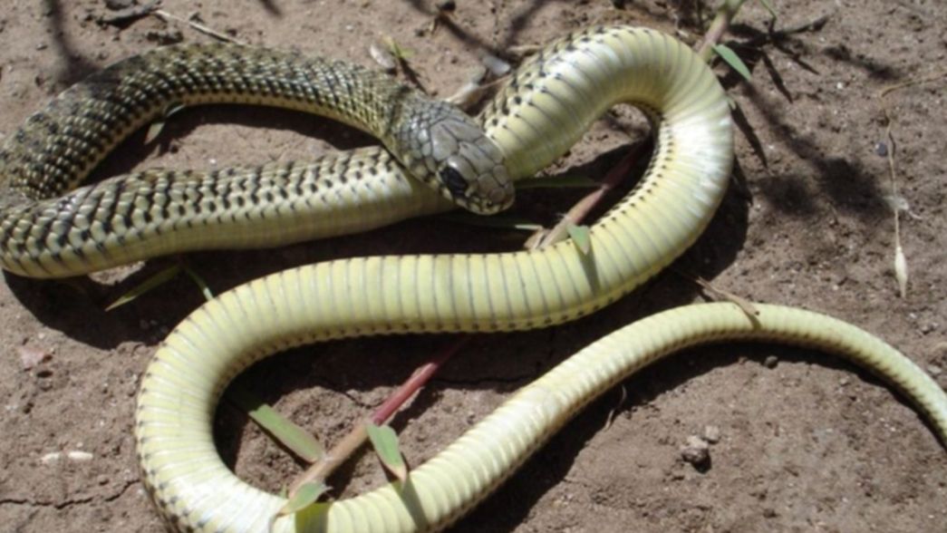 Investigadores del CONICET y la UNLP crean una app para detectar serpientes peligrosas