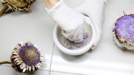 la unlp trabaja para desarrollar un queso sustentable usando la flor del alcaucil