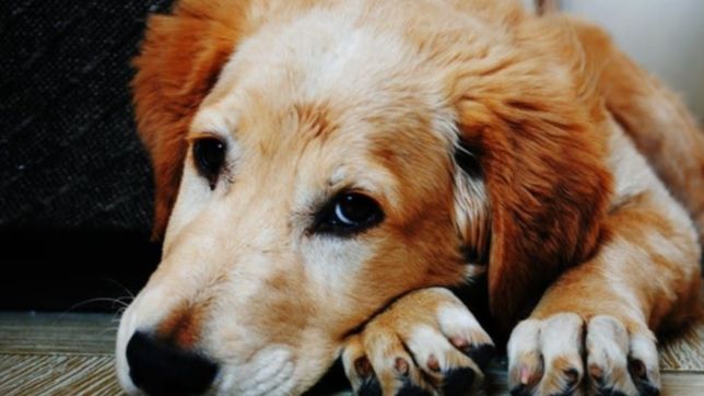 lograron descifrar por que los perros hacen la mirada triste que enternece a los humanos