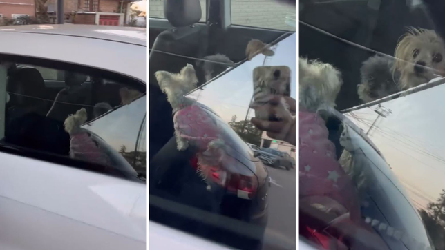 indignacion en un super de la plata donde dejaron a tres perros encerrados en un auto durante mas de una hora