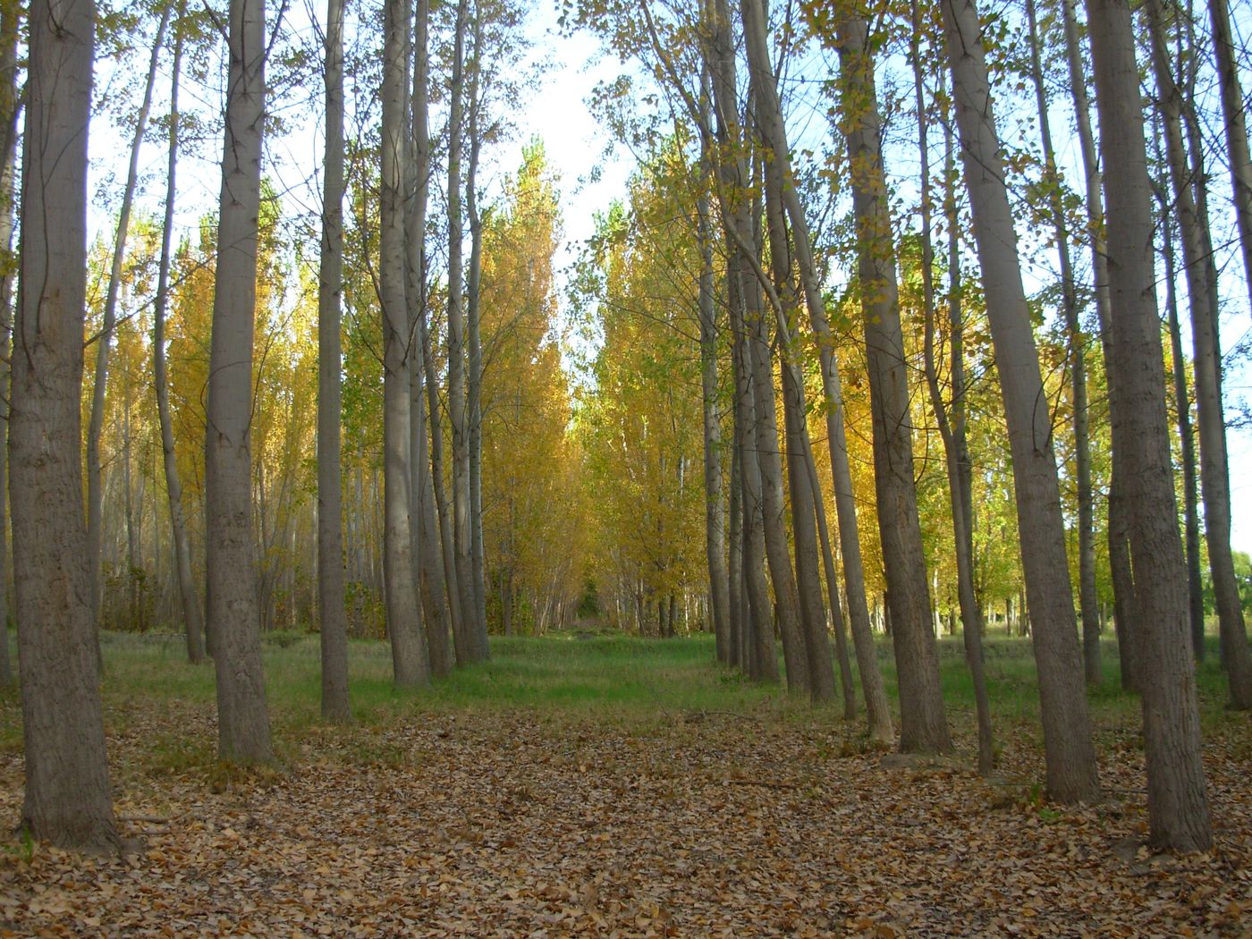 bosque de álamos.jpg