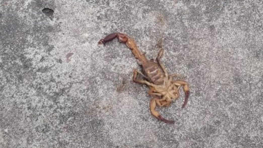 Un alacrán picó a una chica en La Plata y crece la preocupación: ¿cómo detectar los peligrosos?