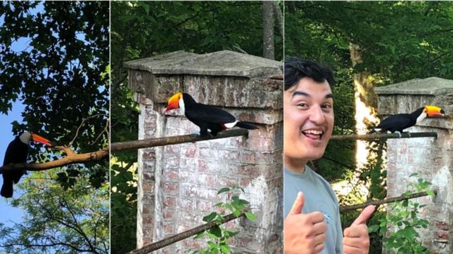 despues del mono de ringuelet, ahora filmaron un tucan en el parque pereyra