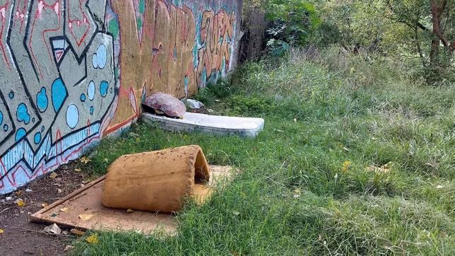 aparecieron perros muertos en un baldio y los vecinos denuncian que los matan para comerselos