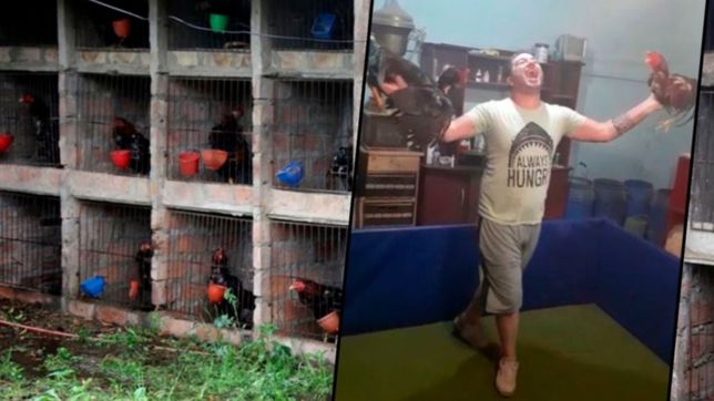 tras un polemico video, allanaron al acusado de organizar rinas de gallos en la plata