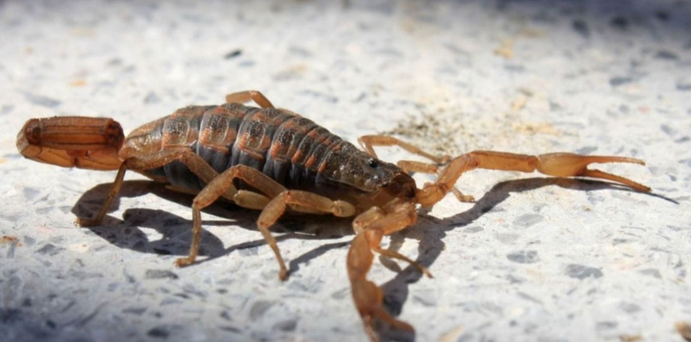 1547126386499.jpg?scaleX=1&ow=1500&x=20&width=1442&height=721&rotate=0&y=12&scaleY=1&oh=742&&cw=1920&ch=950