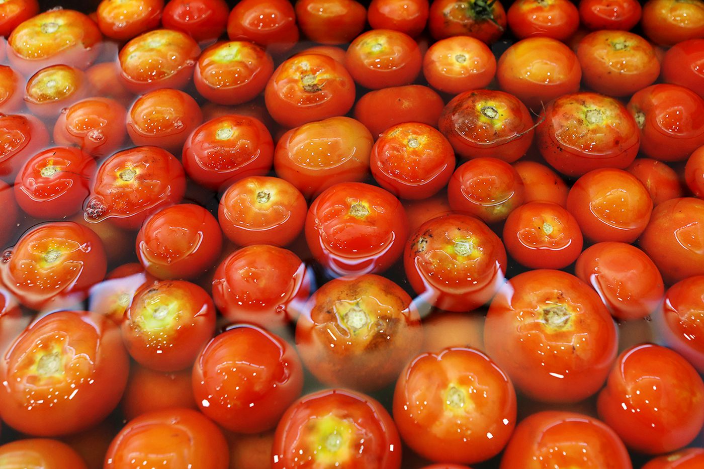 tomate deshidratado unlp 3