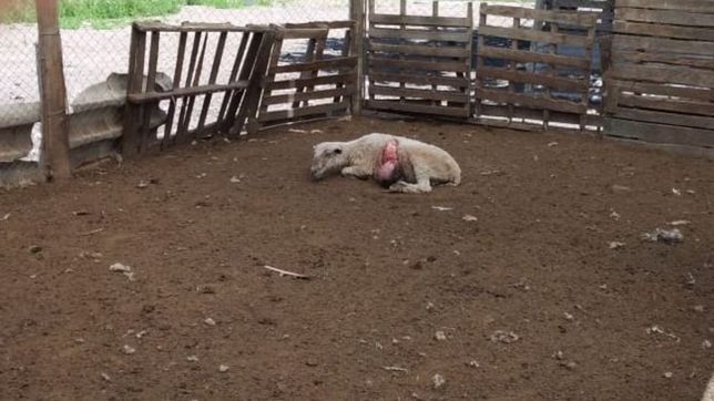 cuatrerismo en la plata: se robaron 50 corderos y mataron a otros tantos