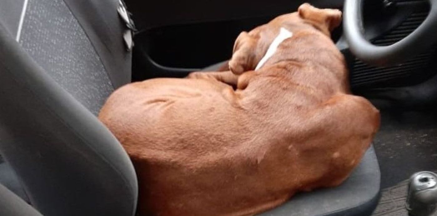 1591995232621.jpg?width=700&scaleX=1&scaleY=1&oh=522&x=6&y=91&height=350&rotate=0&ow=710&&cw=1920&ch=950